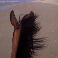 L'air du paradis est celui qui souffle entre les oreilles d'un cheval.